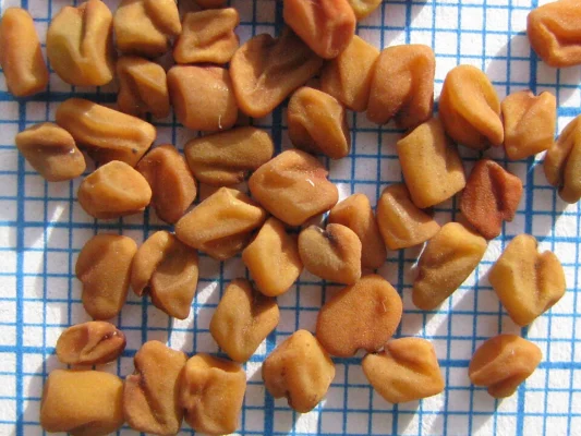Fenugreek seeds