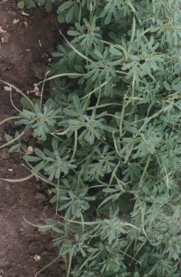 Fenugreek plant carrying seed pods