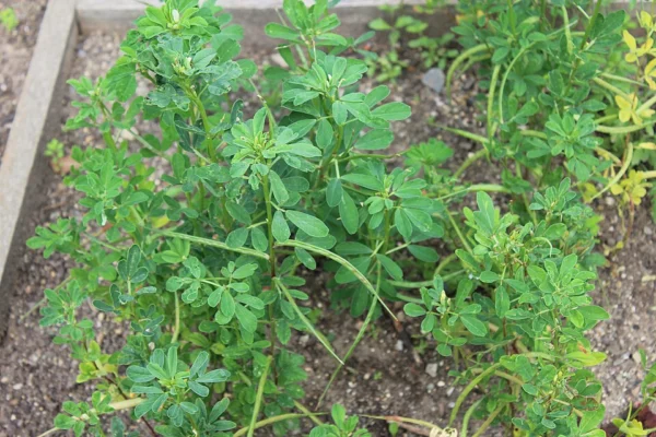 Fenugreek growing in a garden bed