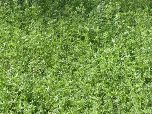 Fenugreek growing in a cultivated field