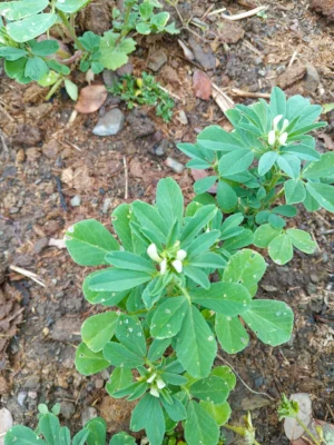 Fenugreek flower and leaves