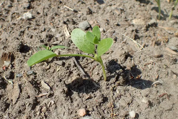 Young fenugreek seedling emerging from garden soil