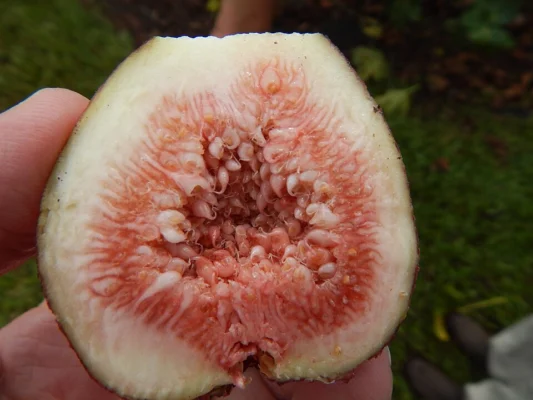 A Brown Turkey fig cut open to show the flesh