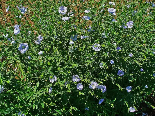Common flax plants with blue flowers and narrow green leaves