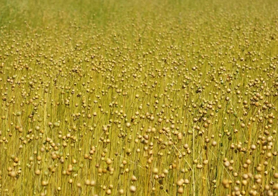 Rounded seed capsules on common flax stems