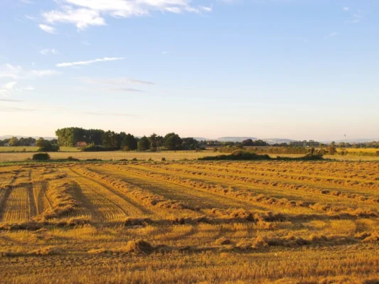 Rows of harvested flax laid out in a field at Atherington
