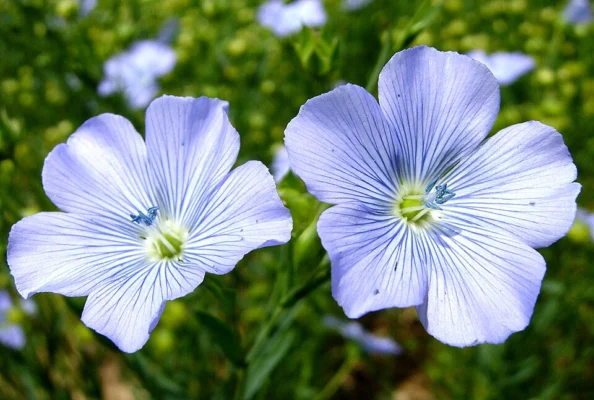 Blue linseed flowers in a field near Castle Bytham