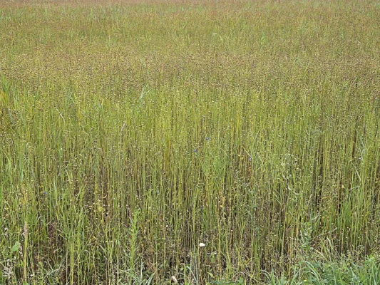 A dense field of flax stems developing seed capsules