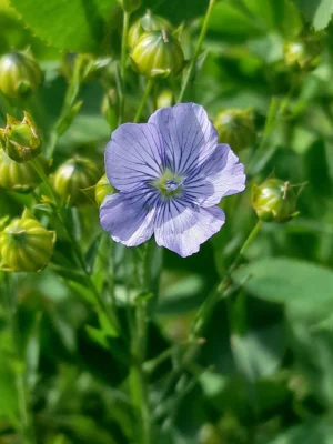 A common flax flower with surrounding green seed capsules