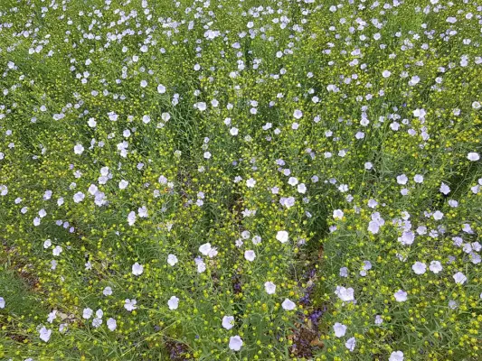 Flax growing near Great Gaddesden in Hertfordshire