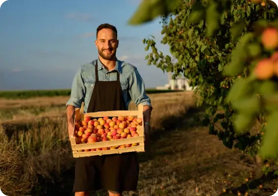 Fruit grower in apron holding wooden crate of fresh tomatoes in sunny field with vines