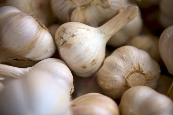 Garlic bulbs with dry papery skins