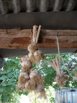 A bundle of harvested garlic hanging to dry