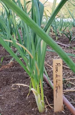Garlic leaves and stems in a cultivated bed at Mission Garden