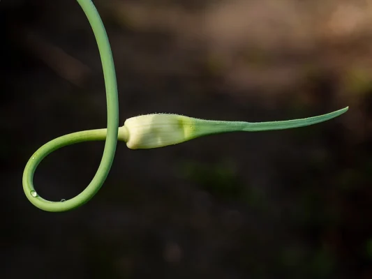 Curled garlic scape with an unopened flower head