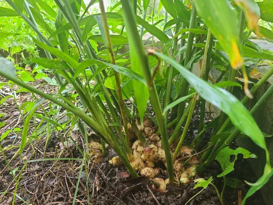 Culinary ginger clump with green leaves and exposed rhizomes at its base