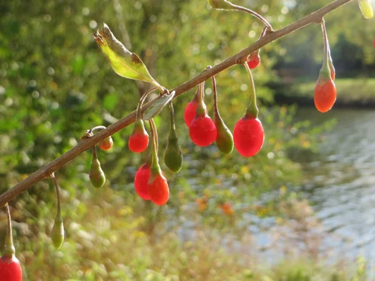 Red and green goji berries hanging from a slender branch