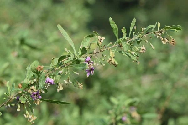 Flowering Lycium barbarum branch with narrow green leaves