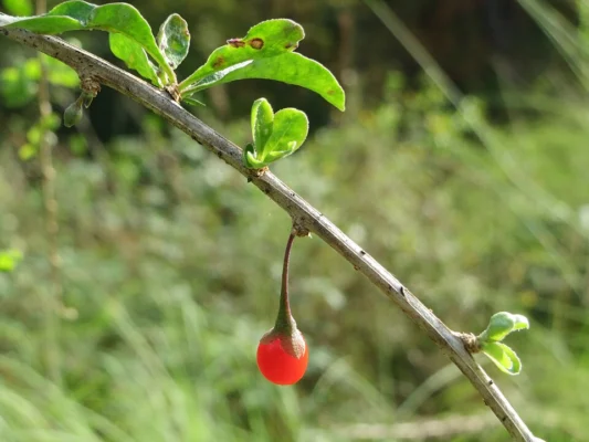 A single red goji berry on a leafy stem