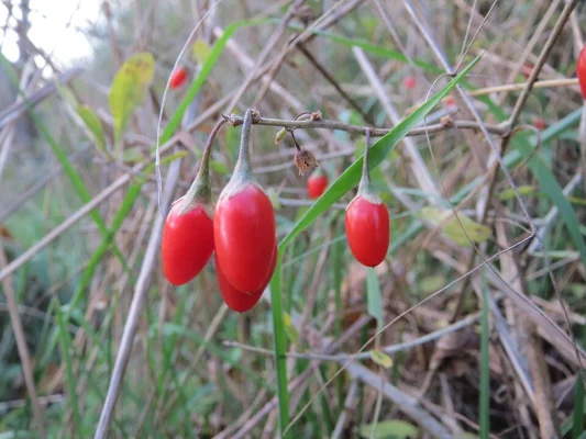 Goji berries on an autumn branch