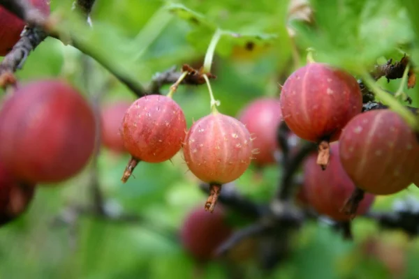 Red gooseberries hanging among green leaves