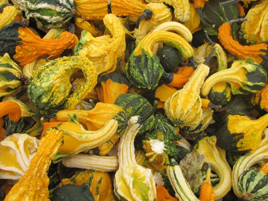A mixture of green, yellow and orange ornamental gourds with warted and winged shapes