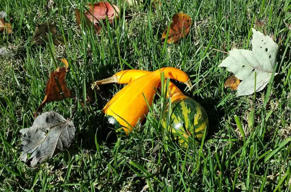 Two ornamental gourds with winged outlines and yellow and green colouring