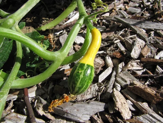 A small pear shaped ornamental gourd with a yellow neck and green body on its vine