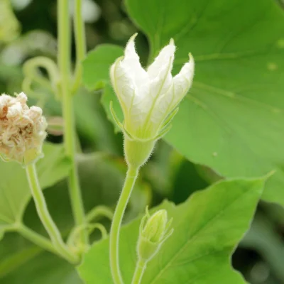 A white flower of the bottle gourd Lagenaria siceraria