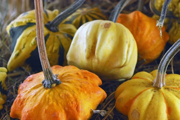 Orange and cream ribbed ornamental gourds with long dried stems