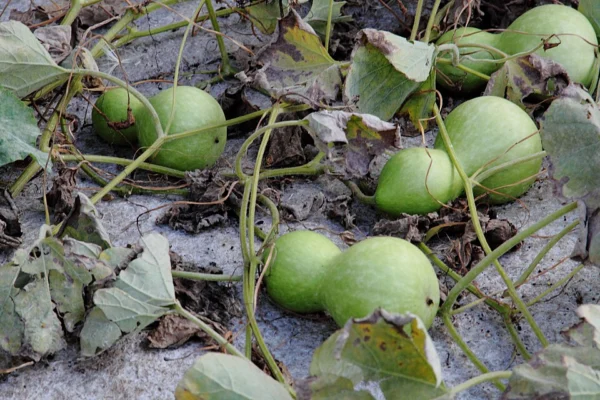 Green bottle gourd fruits among trailing vines