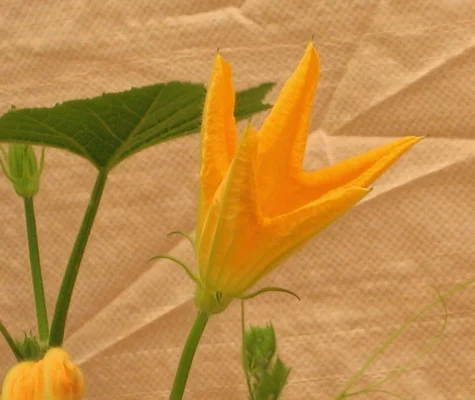 A yellow flower and leaves of ornamental Cucurbita pepo