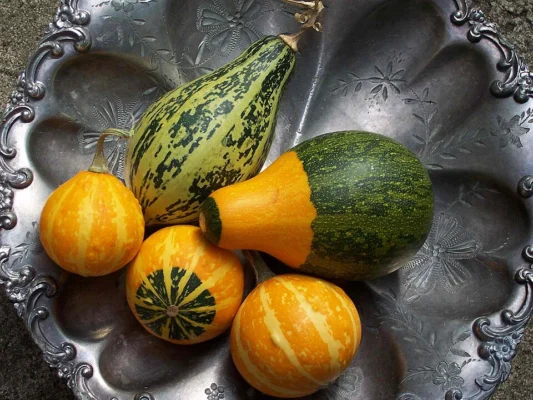 A plate of small green and yellow ornamental gourds grown in a garden