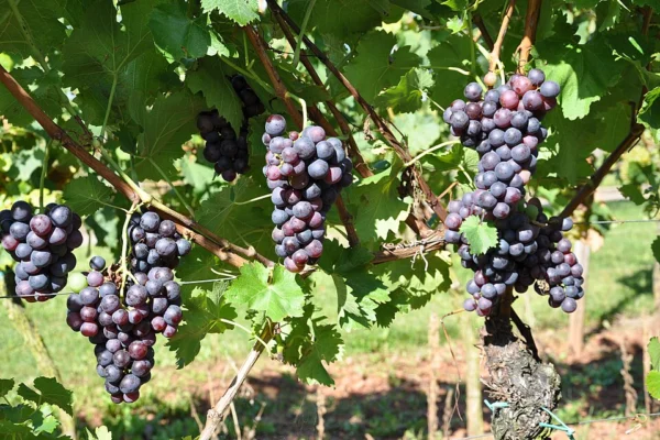 Schiava Grossa grapevine at a cultivar collection