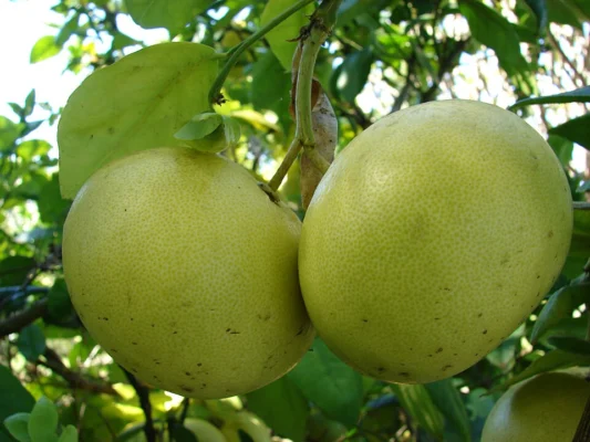 Yellow grapefruit growing among glossy leaves