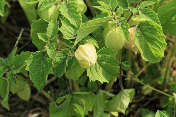 Pale papery ground cherry husks hanging among green leaves