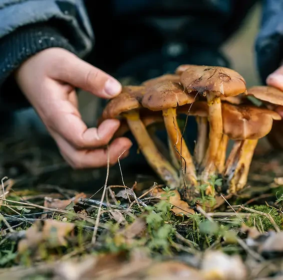 Hands examining a cluster of brown mushrooms in woodland