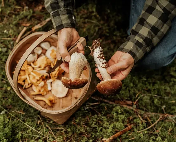 Hands holding a mushroom and a cut section beside a basket of mushrooms