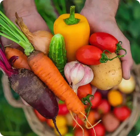 Hands holding a colourful assortment of vegetables