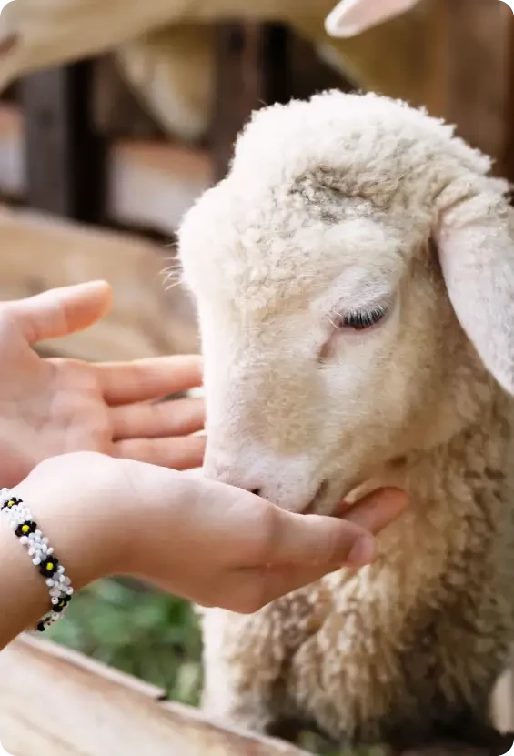A lamb feeding from an open hand