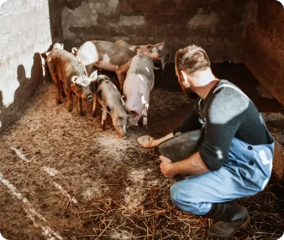 A person crouching beside pigs and offering food in a barn