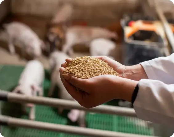 Hands holding a pile of grain in a livestock barn
