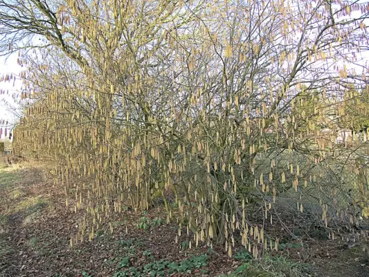 Male catkins on a Cosford hazel