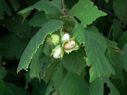Hazelnuts in leafy husks on a common hazel