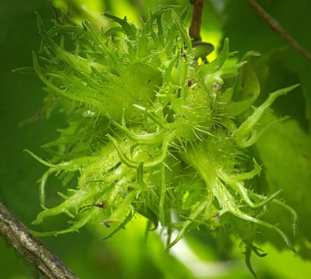 Developing green hazelnuts in their husks