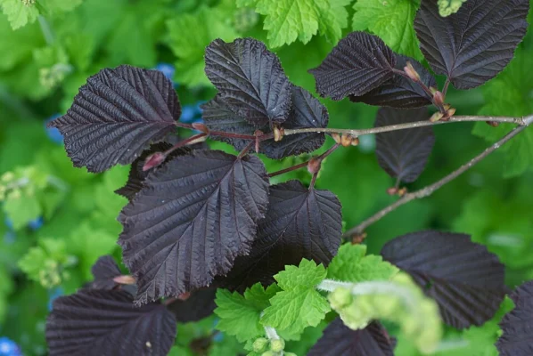 Purple leaves of Corylus maxima Purpurea