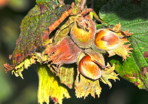 Ripening hazelnuts in their husks among leaves on a branch