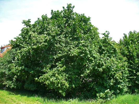 A mature leafy common hazel growing as a broad shrub