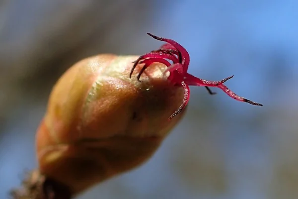 Tiny red female hazel flowers on a twig