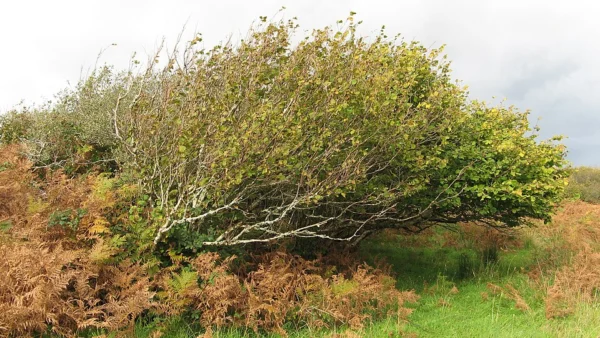 An exposed native hazel stand at Ballachuan in Scotland